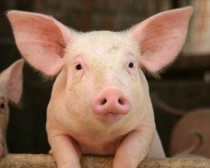 Exportações de carne suína atingem maior índice da última década